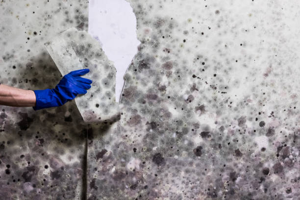 Best Mold Removal Company Near Me  in Woodridge, IL